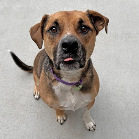 Cooper, an adoptable Mixed Breed in Hailey, ID, 83333 | Photo Image 5