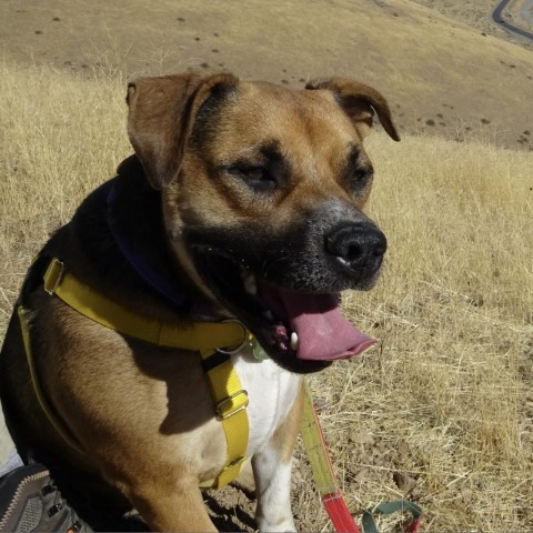 Cooper, an adoptable Mixed Breed in Hailey, ID, 83333 | Photo Image 6