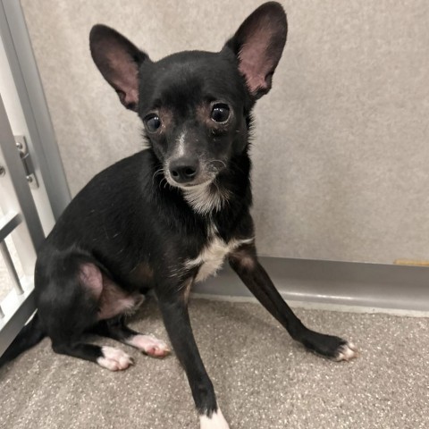 Linus, an adoptable Mixed Breed in Hailey, ID, 83333 | Photo Image 1