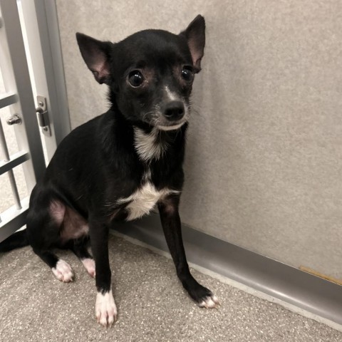 Linus, an adoptable Mixed Breed in Hailey, ID, 83333 | Photo Image 2