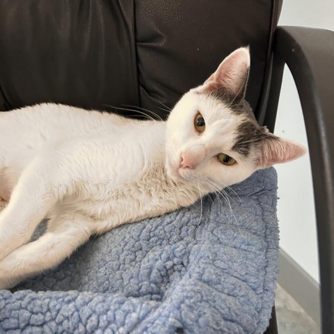 Tilly, an adoptable Domestic Short Hair in Hailey, ID, 83333 | Photo Image 1