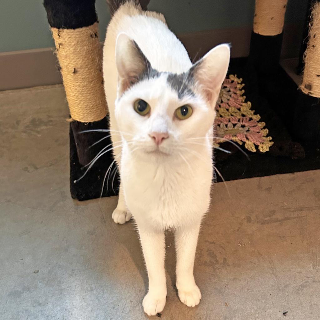 Tilly, an adoptable Domestic Short Hair in Hailey, ID, 83333 | Photo Image 3