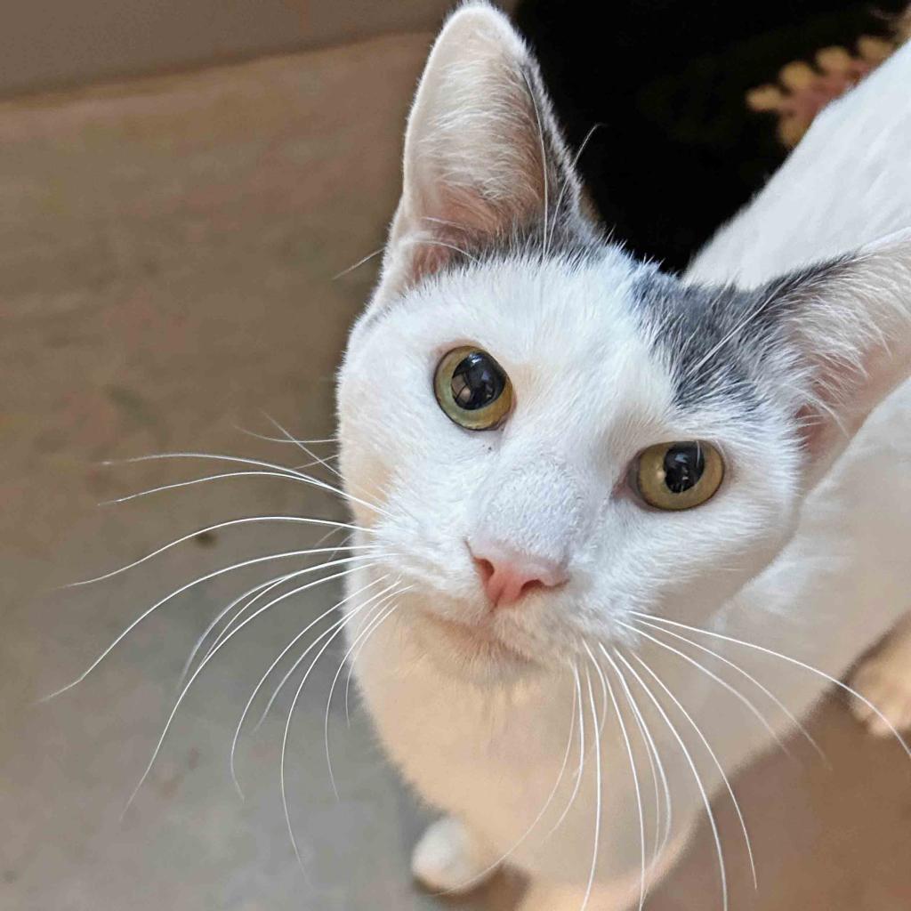 Tilly, an adoptable Domestic Short Hair in Hailey, ID, 83333 | Photo Image 5