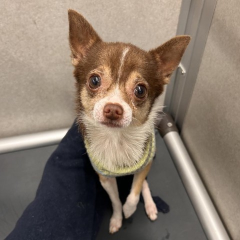 Prince Charming, an adoptable Mixed Breed in Hailey, ID, 83333 | Photo Image 1