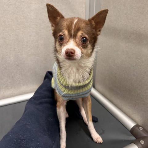 Prince Charming, an adoptable Mixed Breed in Hailey, ID, 83333 | Photo Image 3