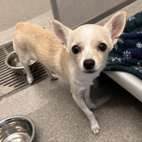 Winnie the Pooch, an adoptable Mixed Breed in Hailey, ID, 83333 | Photo Image 1