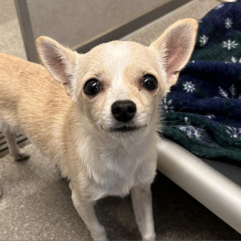 Winnie the Pooch, an adoptable Mixed Breed in Hailey, ID, 83333 | Photo Image 2