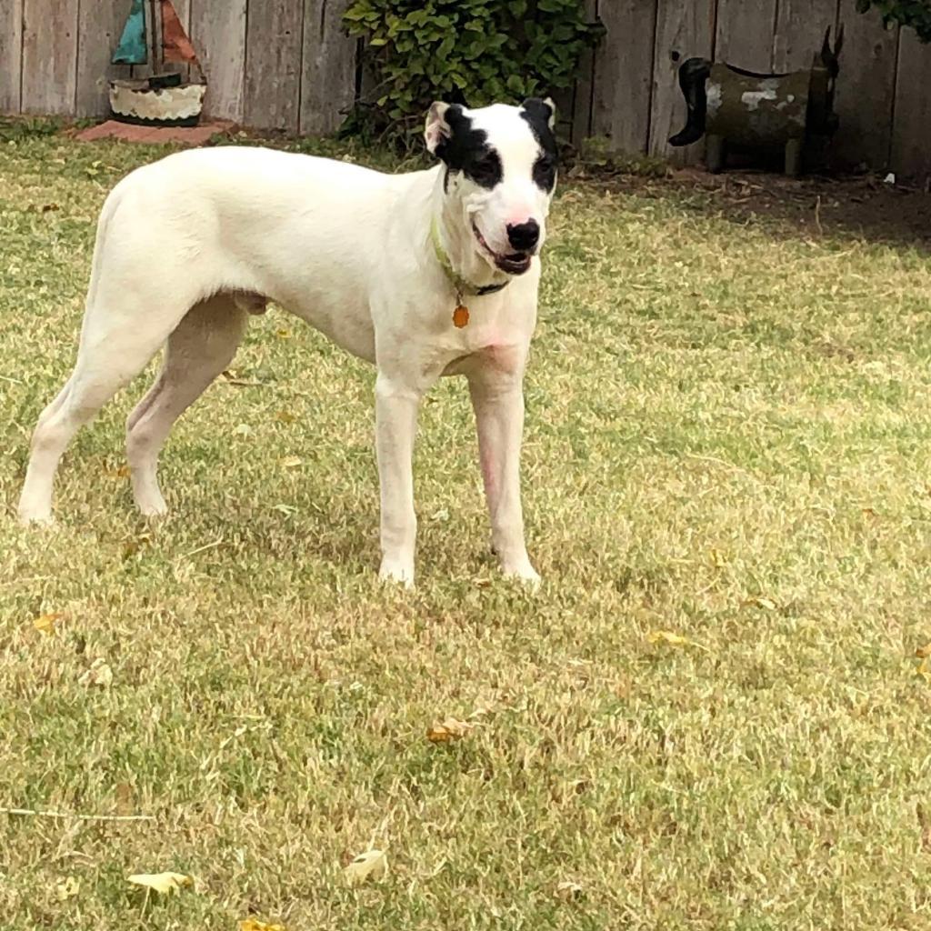 Bandit, an adoptable Australian Cattle Dog / Blue Heeler, Great Pyrenees in Dodge City, KS, 67801 | Photo Image 2