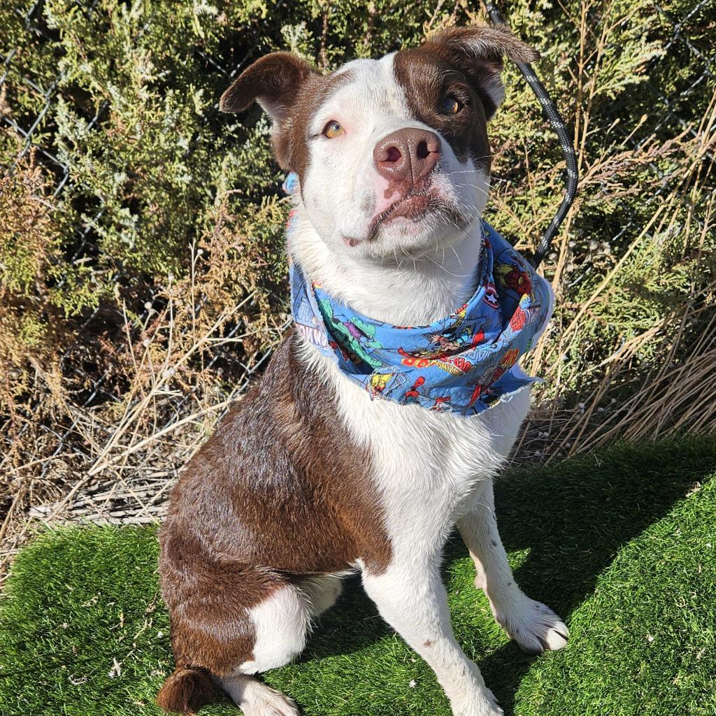 Oliver, an adoptable Pit Bull Terrier, Australian Shepherd in Show Low, AZ, 85901 | Photo Image 1