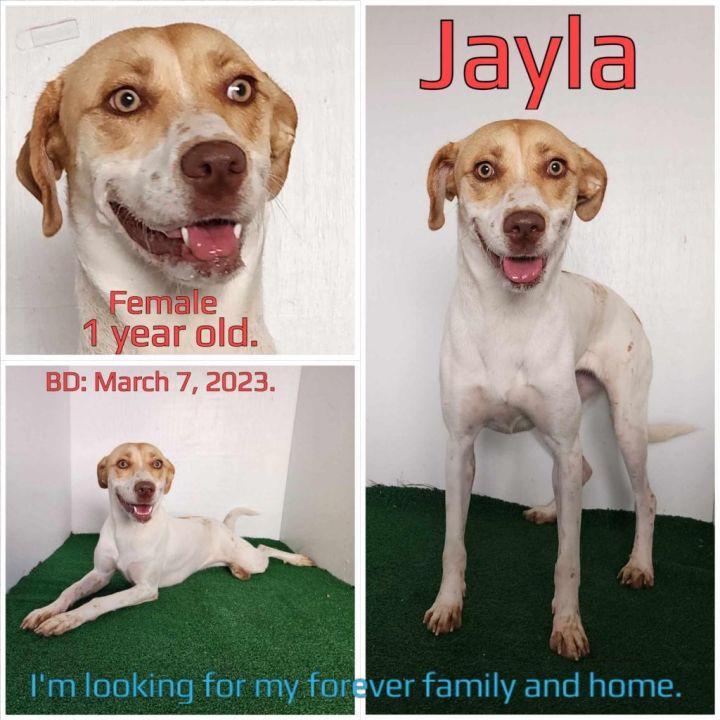 Jayla 1