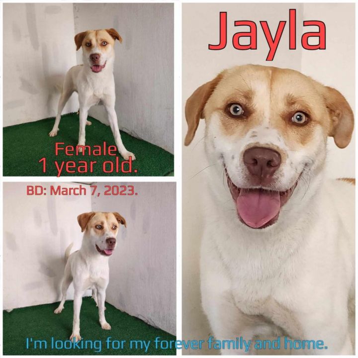 Jayla 2