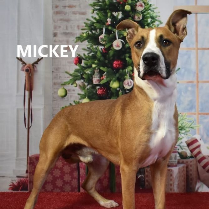 Mickey