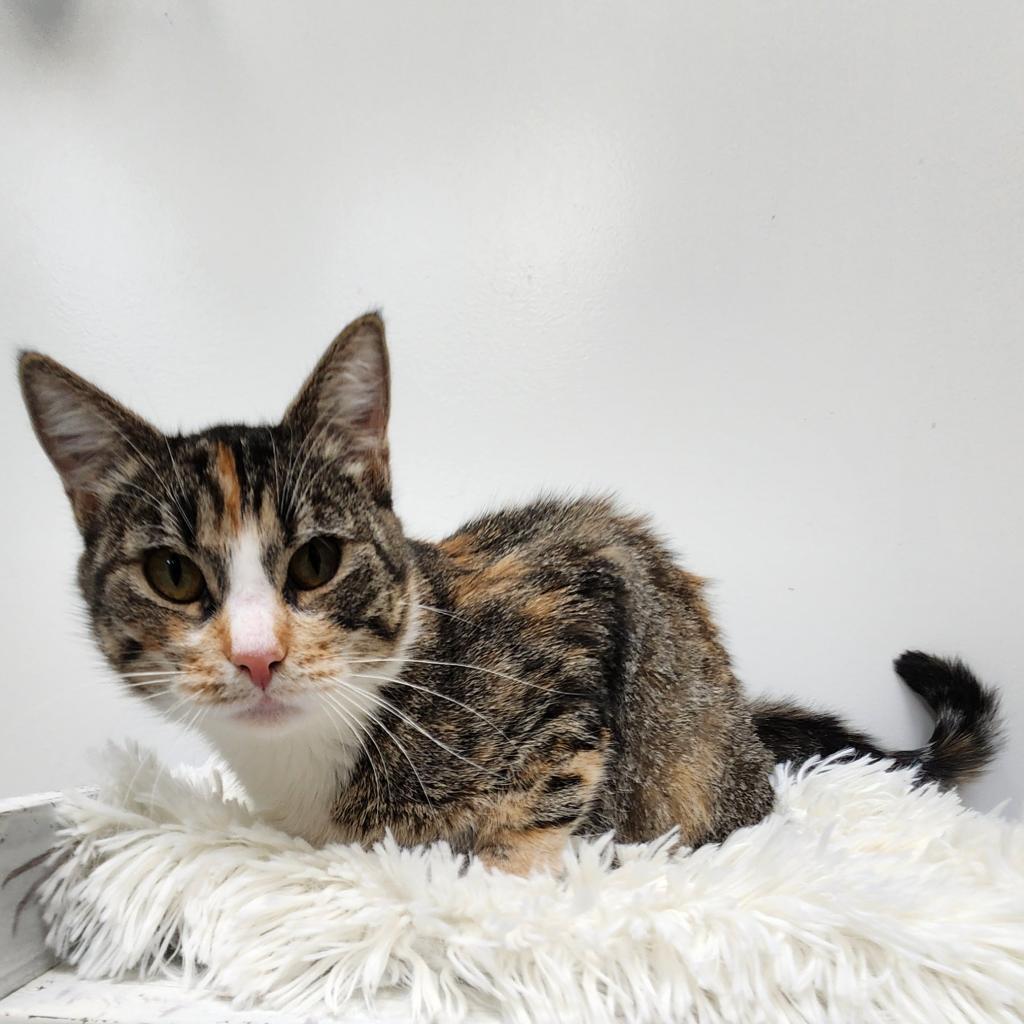 Doe, an adoptable Domestic Short Hair in Great Falls, MT, 59404 | Photo Image 1