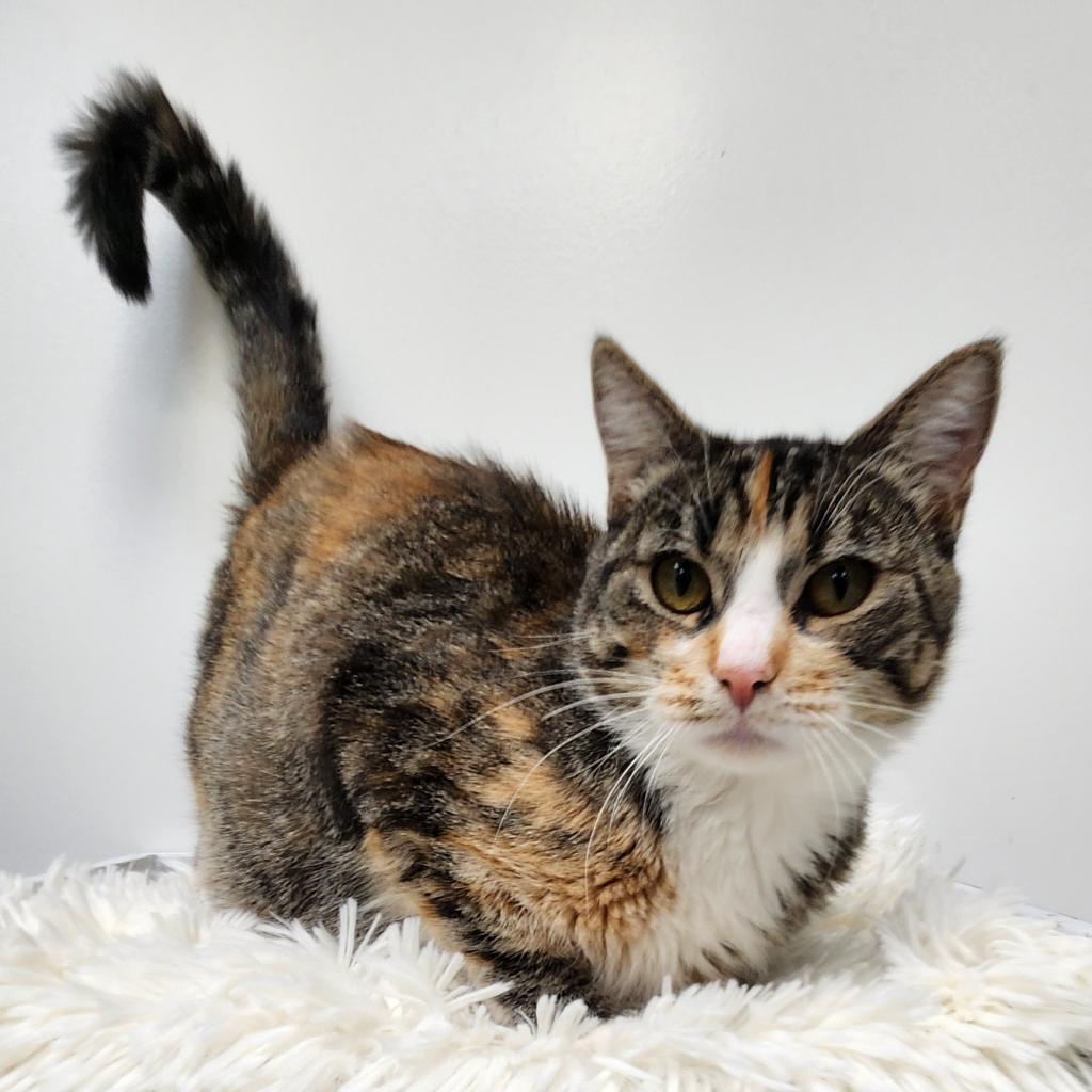 Doe, an adoptable Domestic Short Hair in Great Falls, MT, 59404 | Photo Image 2