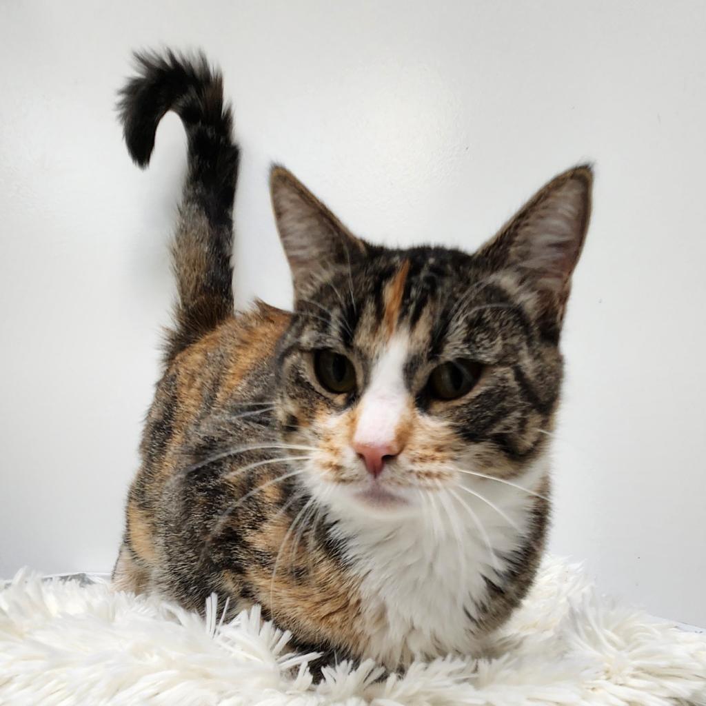 Doe, an adoptable Domestic Short Hair in Great Falls, MT, 59404 | Photo Image 3