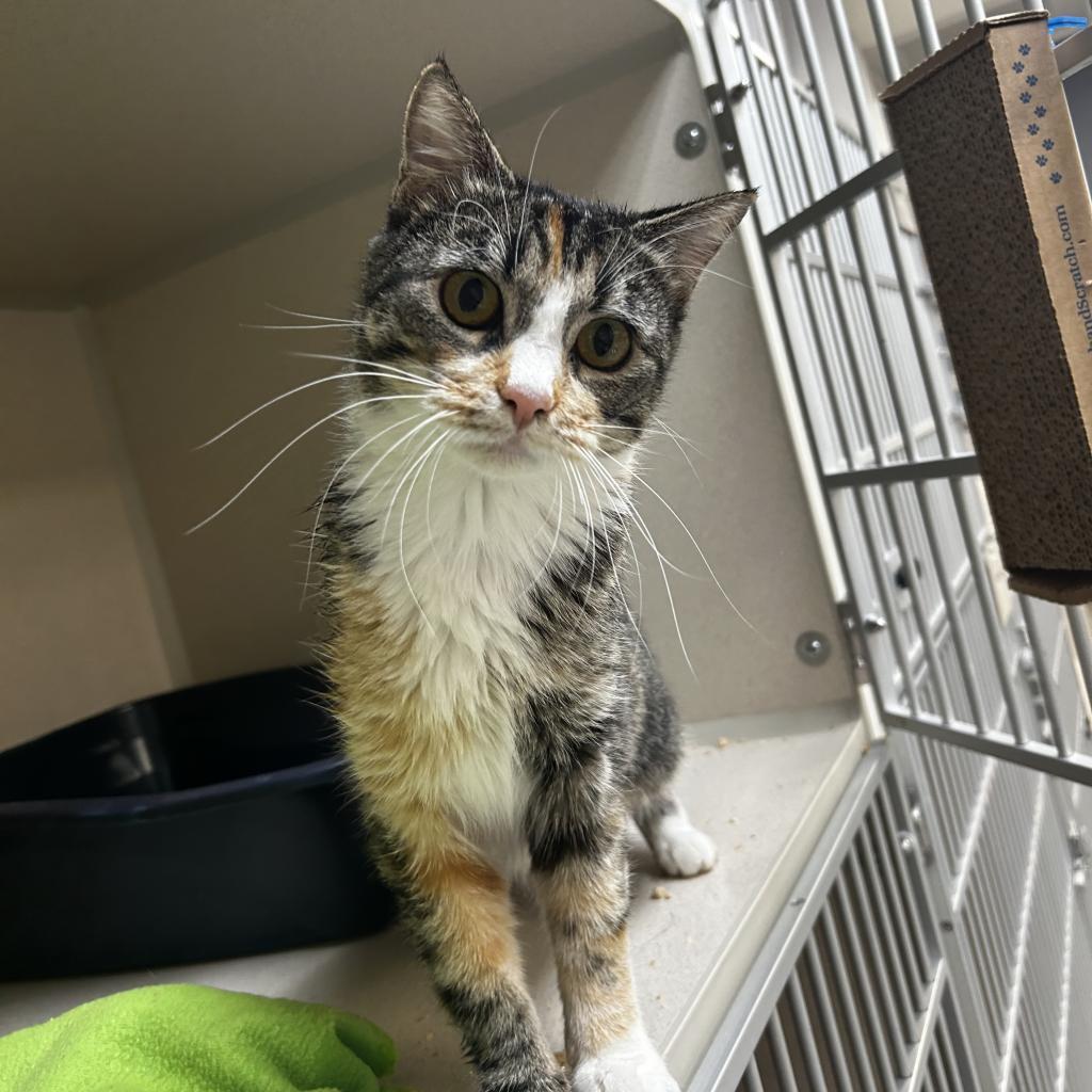 Doe, an adoptable Domestic Short Hair in Great Falls, MT, 59404 | Photo Image 4