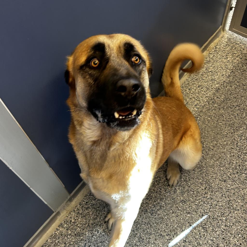 Duke, an adoptable Mixed Breed in Great Falls, MT, 59404 | Photo Image 1