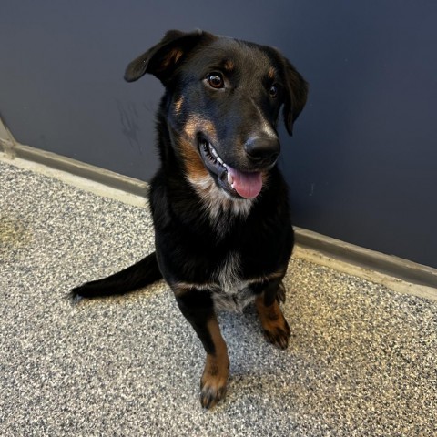 Jack, an adoptable Mixed Breed in Great Falls, MT, 59404 | Photo Image 1