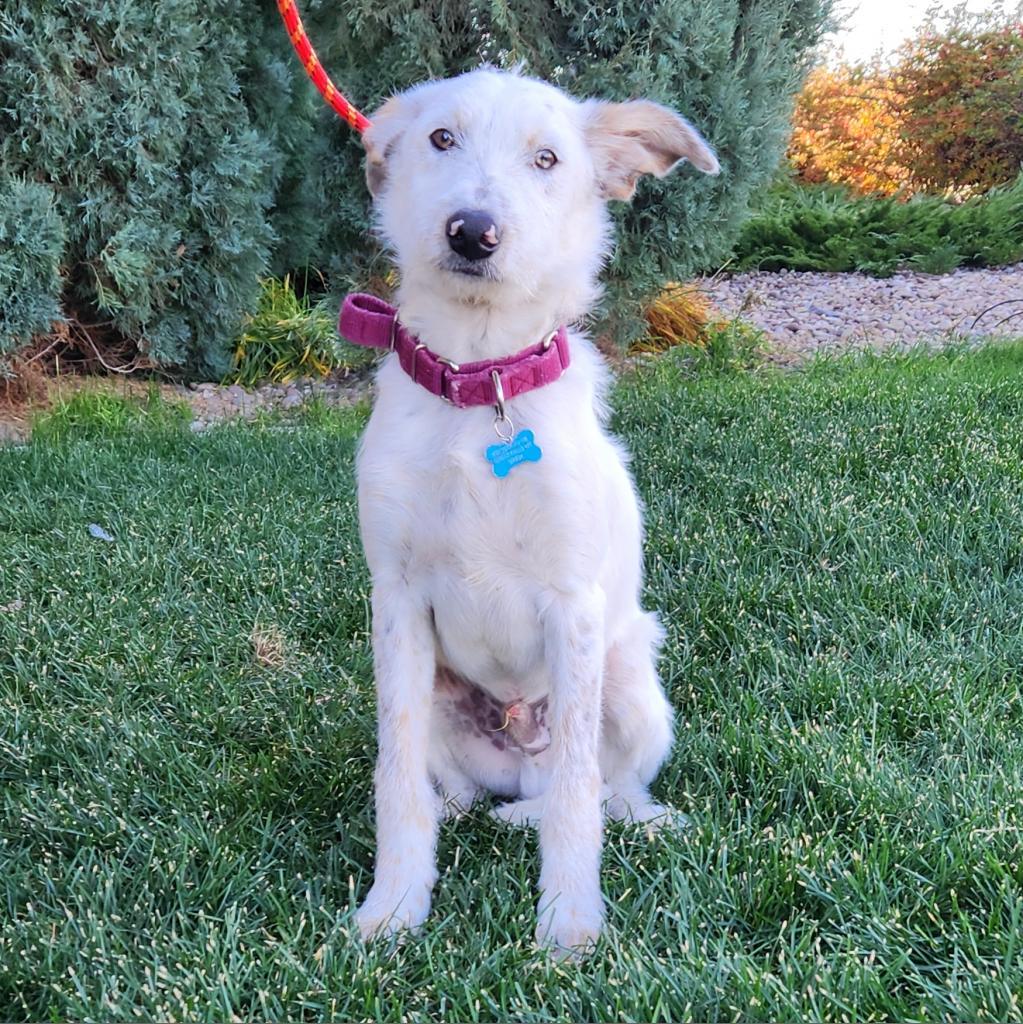 Colt, an adoptable Mixed Breed in Great Falls, MT, 59404 | Photo Image 1