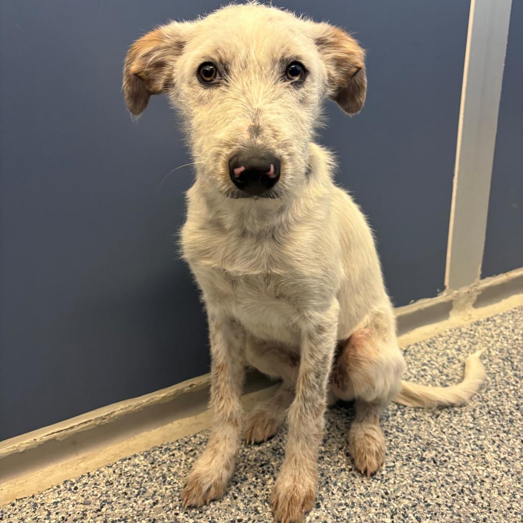 Colt, an adoptable Mixed Breed in Great Falls, MT, 59404 | Photo Image 2