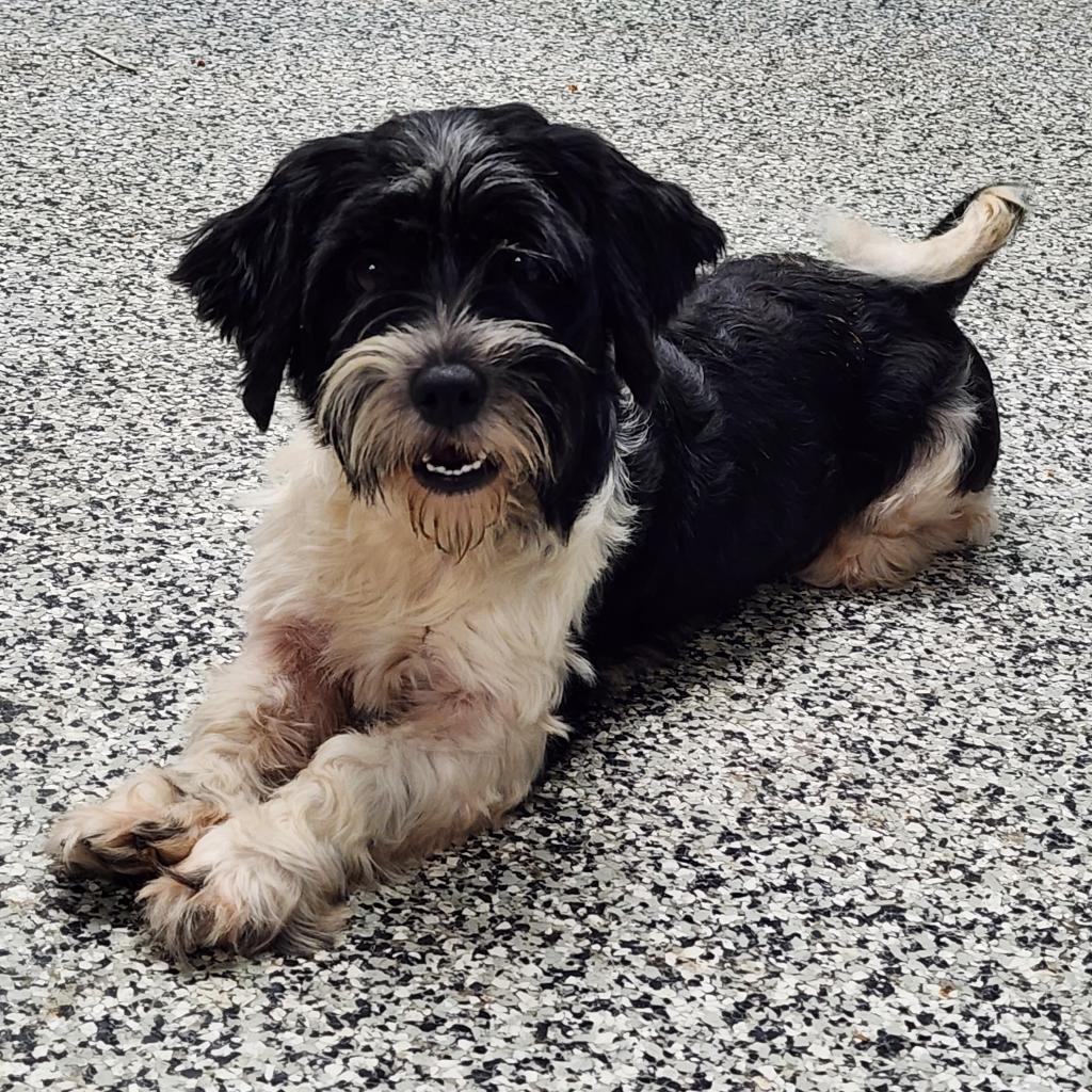 Jessie, an adoptable Havanese in Newton, IA, 50208 | Photo Image 1