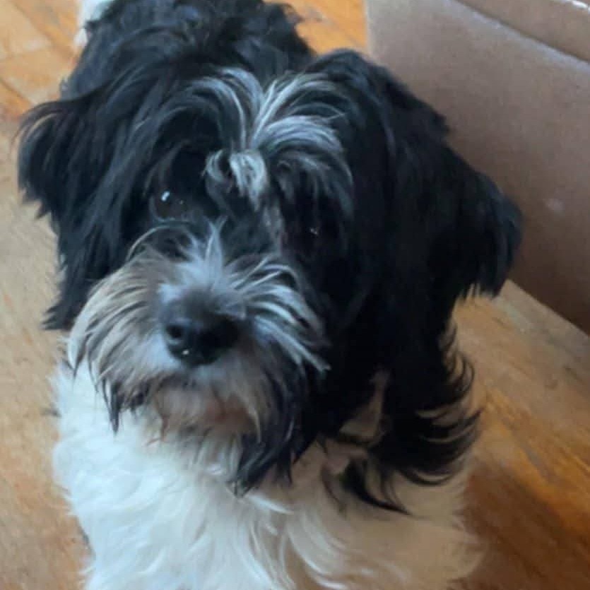 Jessie, an adoptable Havanese in Newton, IA, 50208 | Photo Image 2