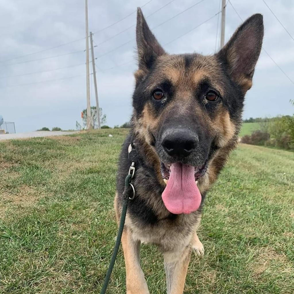 Trooper, an adoptable German Shepherd Dog in Newton, IA, 50208 | Photo Image 4