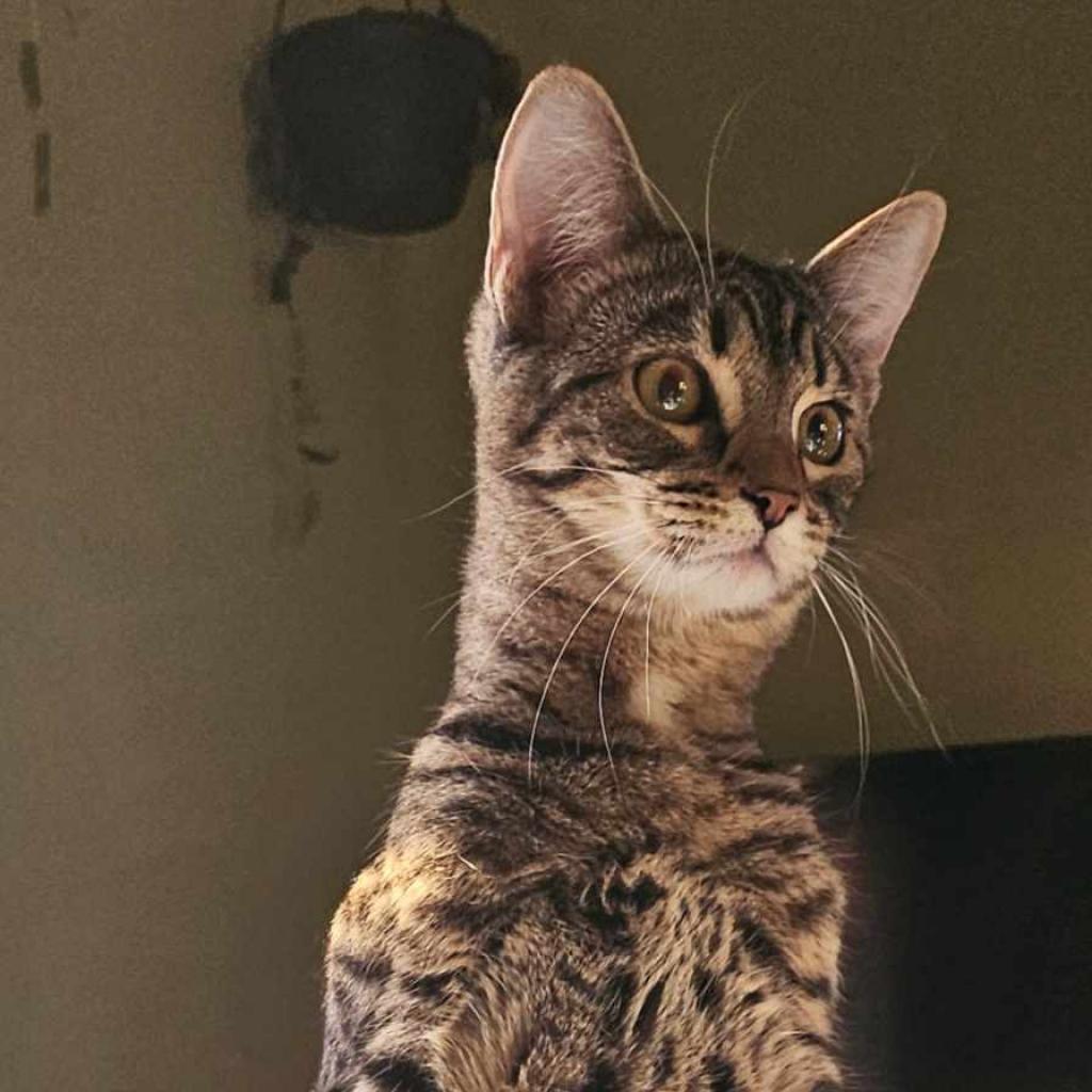 Hermes, an adoptable Domestic Short Hair in Newton, IA, 50208 | Photo Image 2