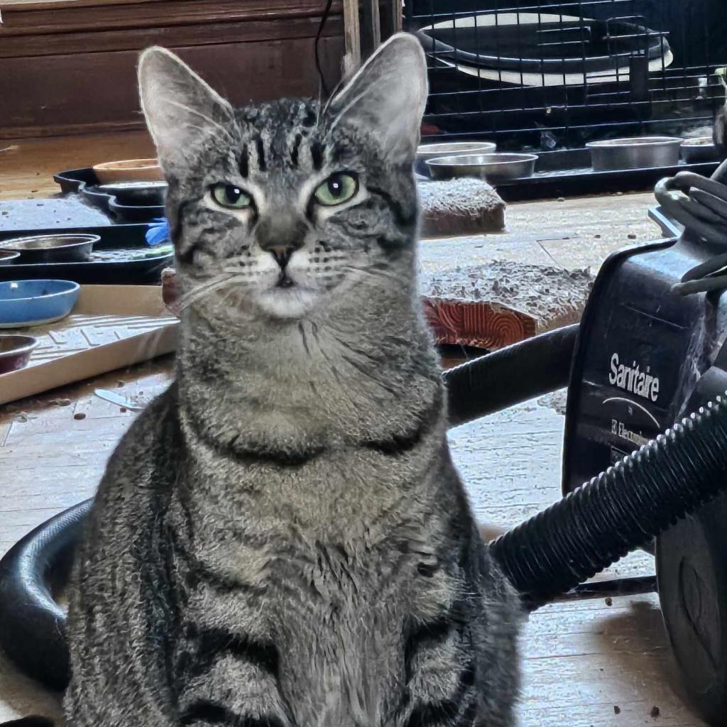 Atlanta, an adoptable Domestic Short Hair in Newton, IA, 50208 | Photo Image 1