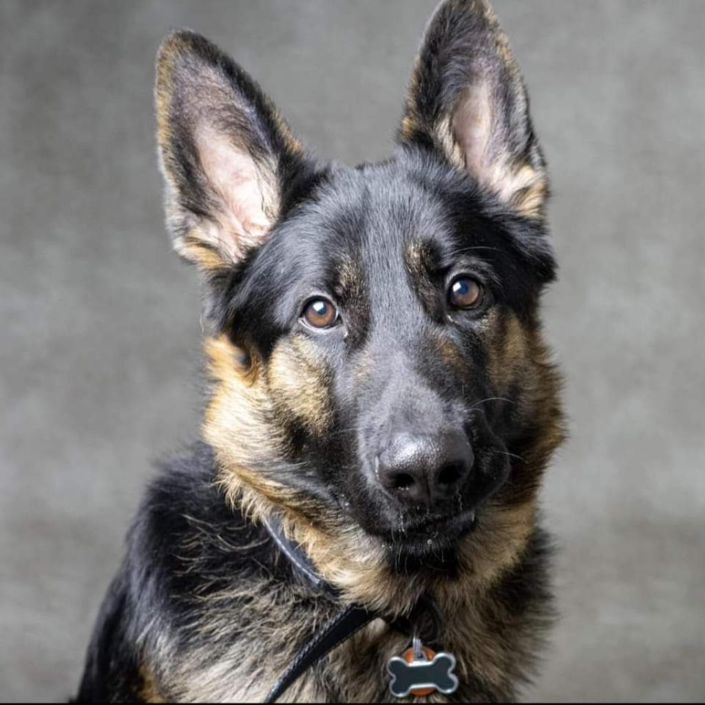 Cairo, an adoptable German Shepherd Dog in Newton, IA, 50208 | Photo Image 1