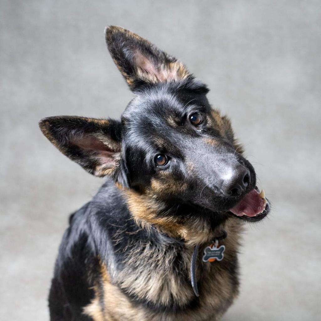 Cairo, an adoptable German Shepherd Dog in Newton, IA, 50208 | Photo Image 2