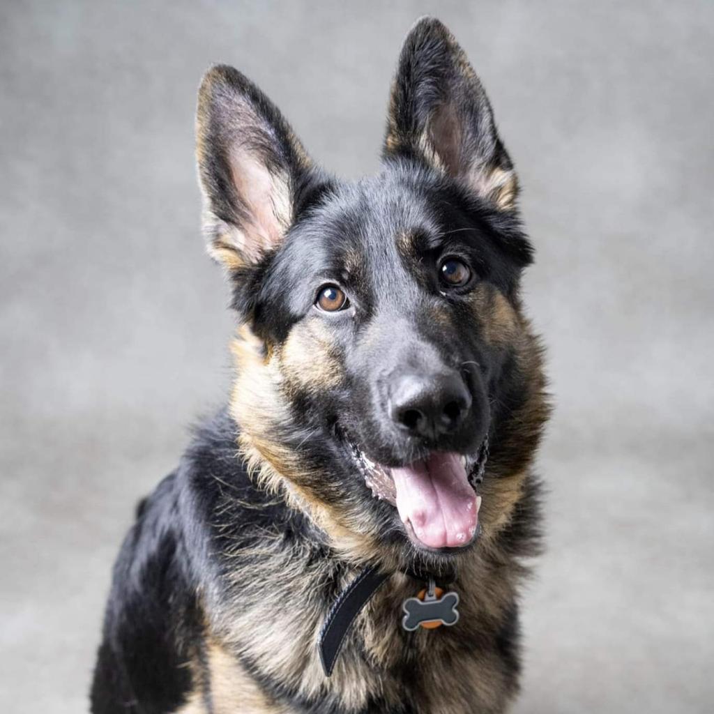 Cairo, an adoptable German Shepherd Dog in Newton, IA, 50208 | Photo Image 3
