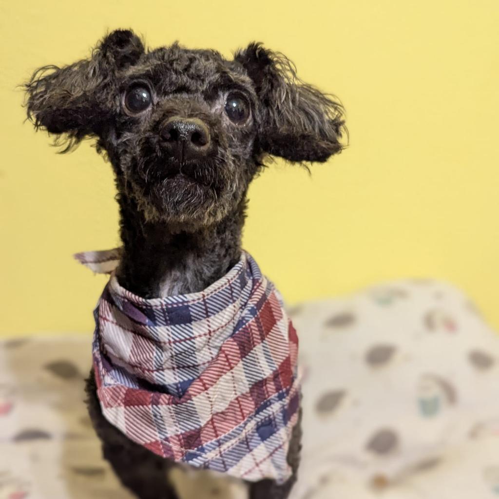 Fink, an adoptable Poodle in Newton, IA, 50208 | Photo Image 1