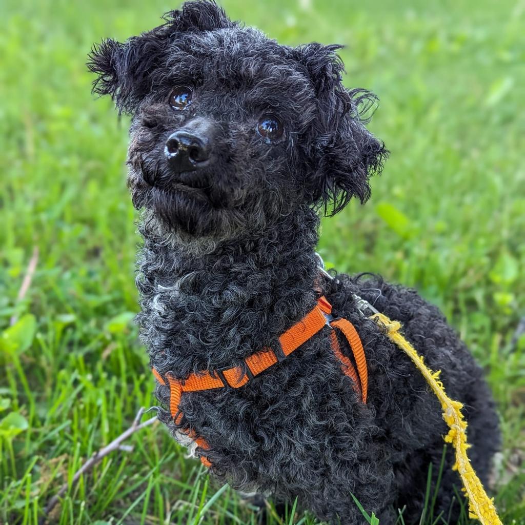 Fink, an adoptable Poodle in Newton, IA, 50208 | Photo Image 2