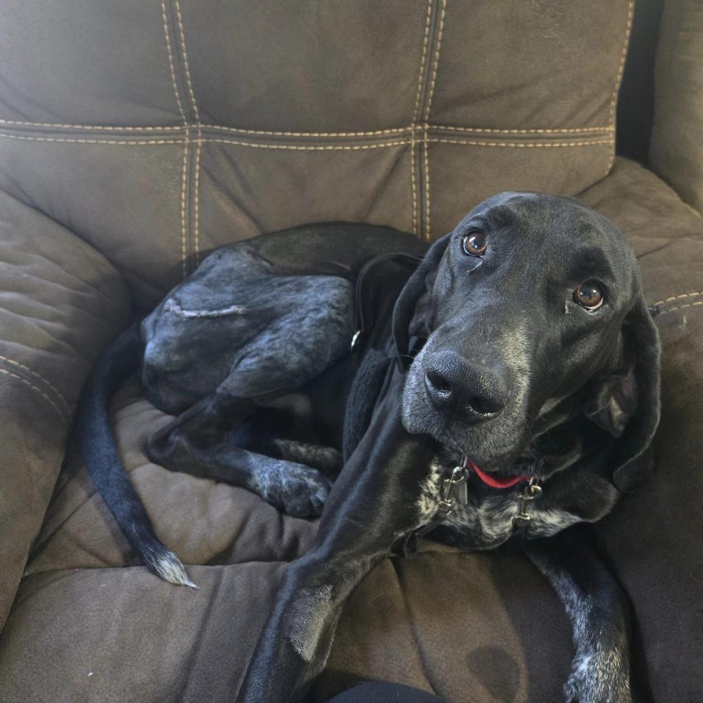 Rocky, an adoptable Hound in Newton, IA, 50208 | Photo Image 2
