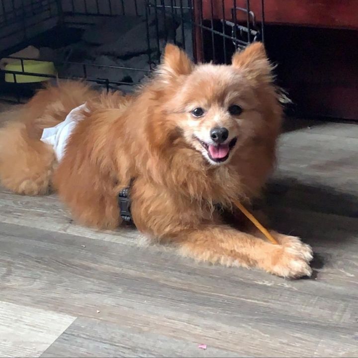 Buddy 3