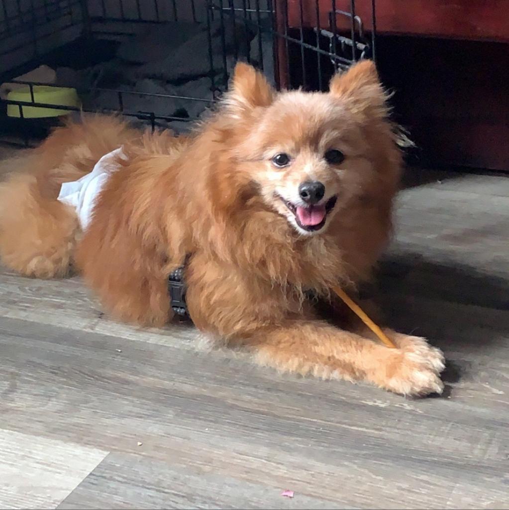 Buddy, an adoptable Pomeranian in Newton, IA, 50208 | Photo Image 3