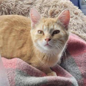 Taffy, Adult Female Domestic Short Hair