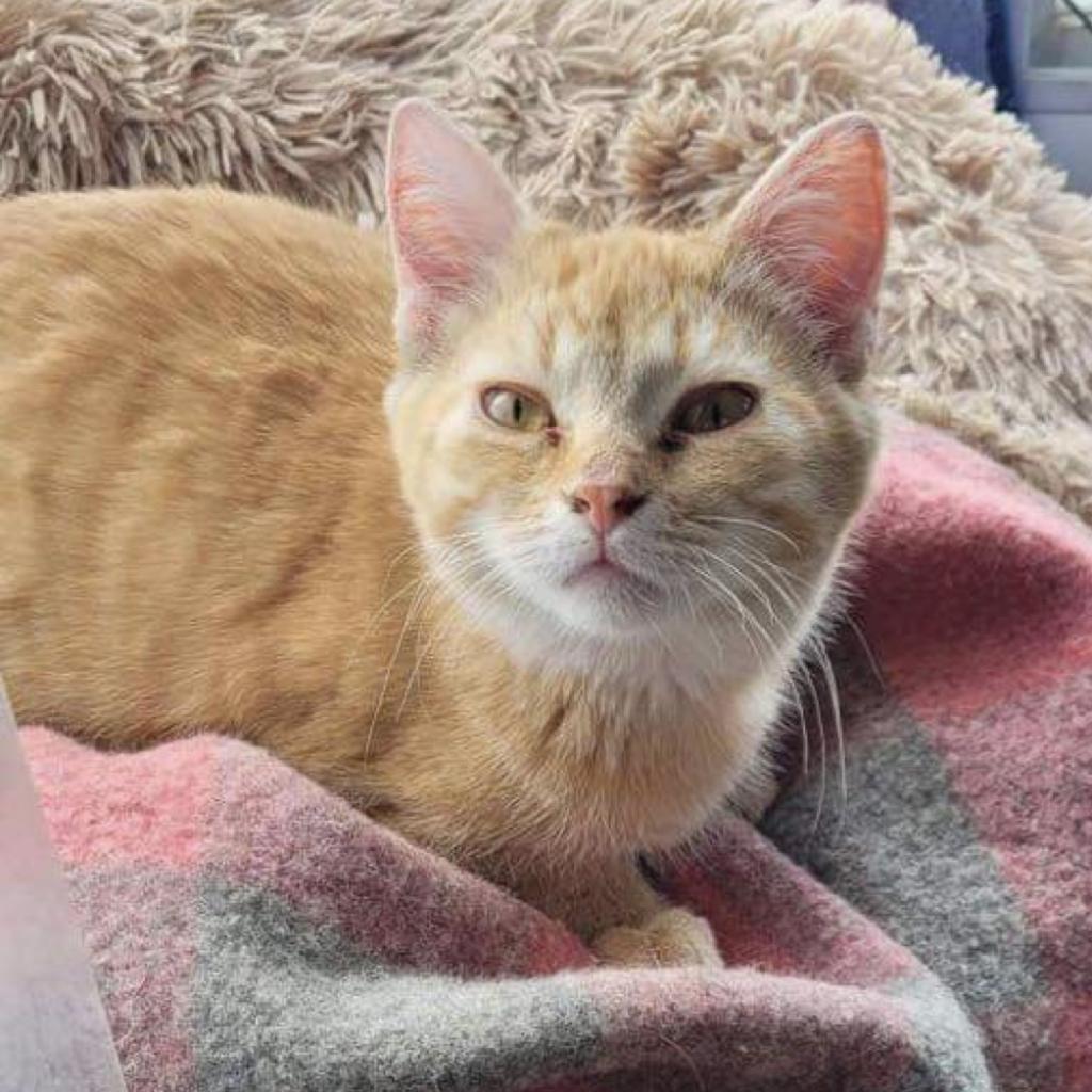 Taffy, an adoptable Domestic Short Hair in Newton, IA, 50208 | Photo Image 1