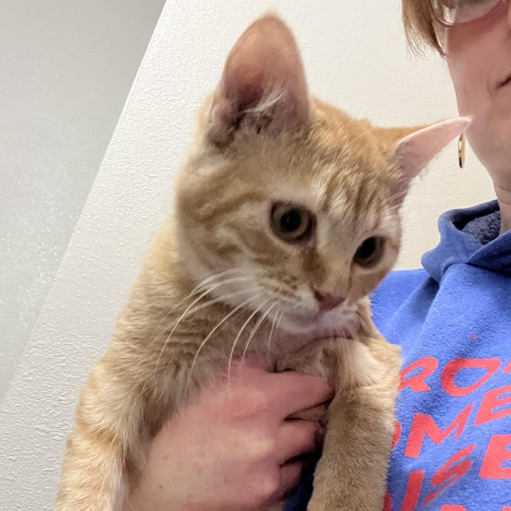 Taffy, an adoptable Domestic Short Hair in Newton, IA, 50208 | Photo Image 2