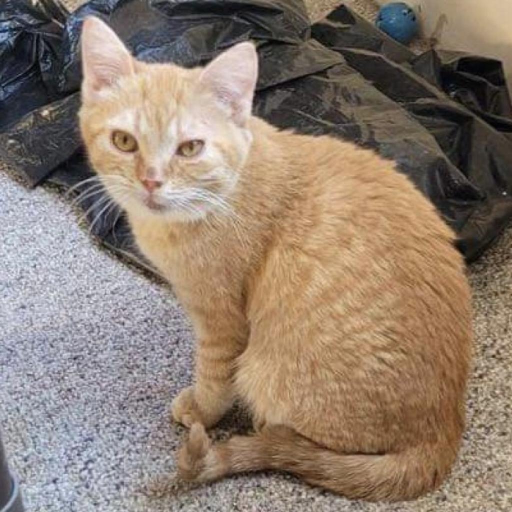 Taffy, an adoptable Domestic Short Hair in Newton, IA, 50208 | Photo Image 3