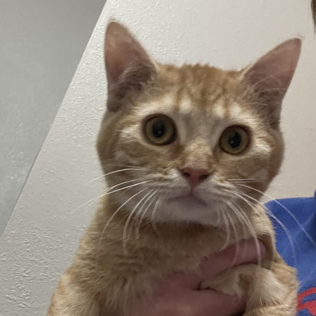 Taffy, an adoptable Domestic Short Hair in Newton, IA, 50208 | Photo Image 4