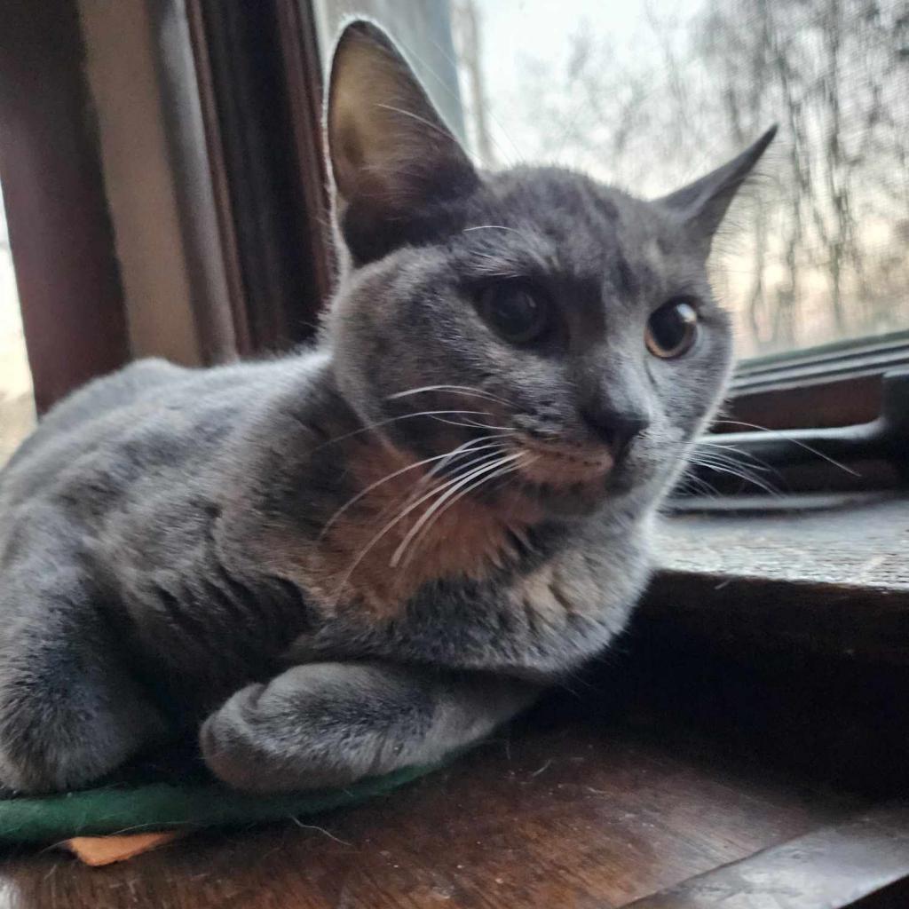 Persephone, an adoptable Domestic Short Hair in Newton, IA, 50208 | Photo Image 1