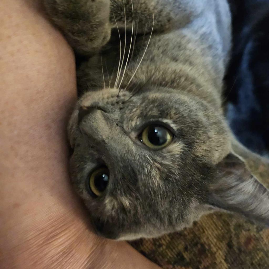 Persephone, an adoptable Domestic Short Hair in Newton, IA, 50208 | Photo Image 2