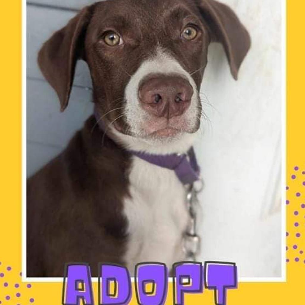 Mouse, an adoptable Mixed Breed in Newton, IA, 50208 | Photo Image 1