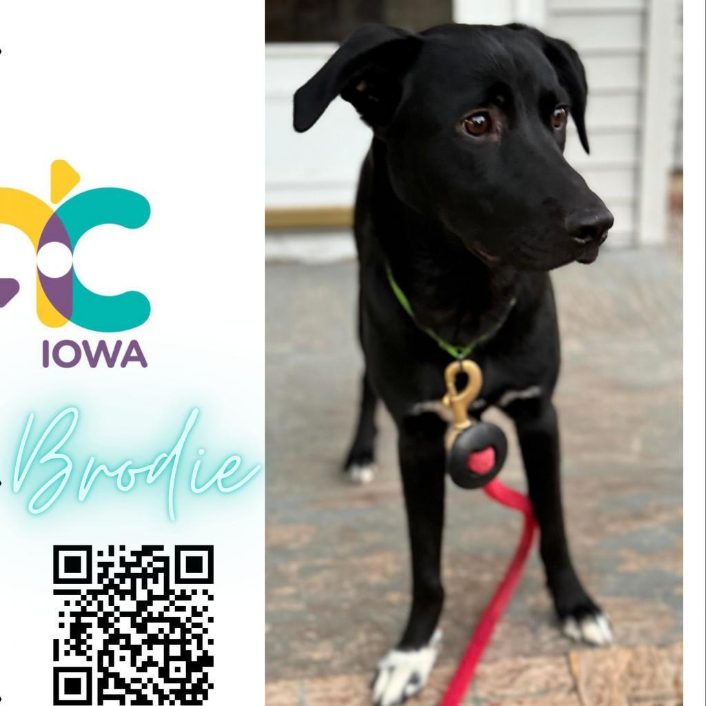 Brodie, an adoptable Mixed Breed in Newton, IA, 50208 | Photo Image 1