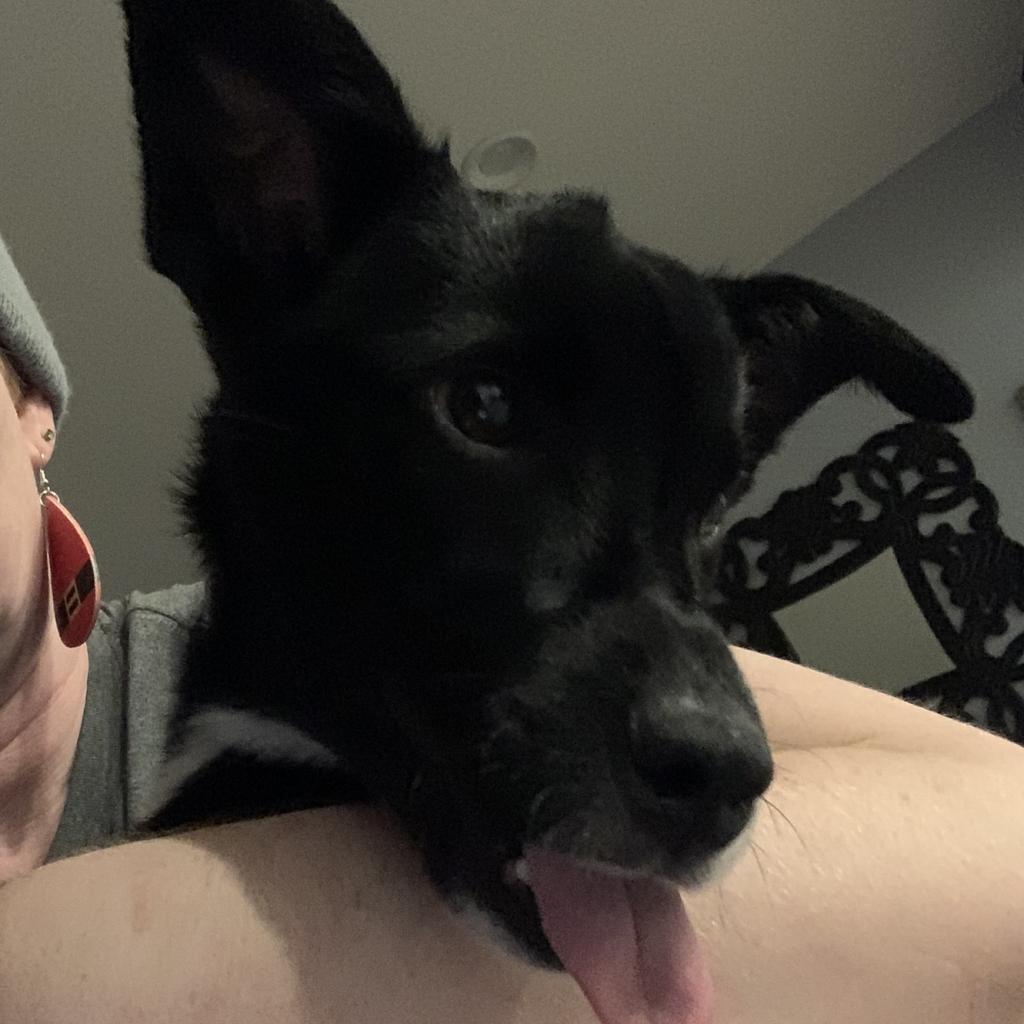 Maisy, an adoptable Mixed Breed in Newton, IA, 50208 | Photo Image 3