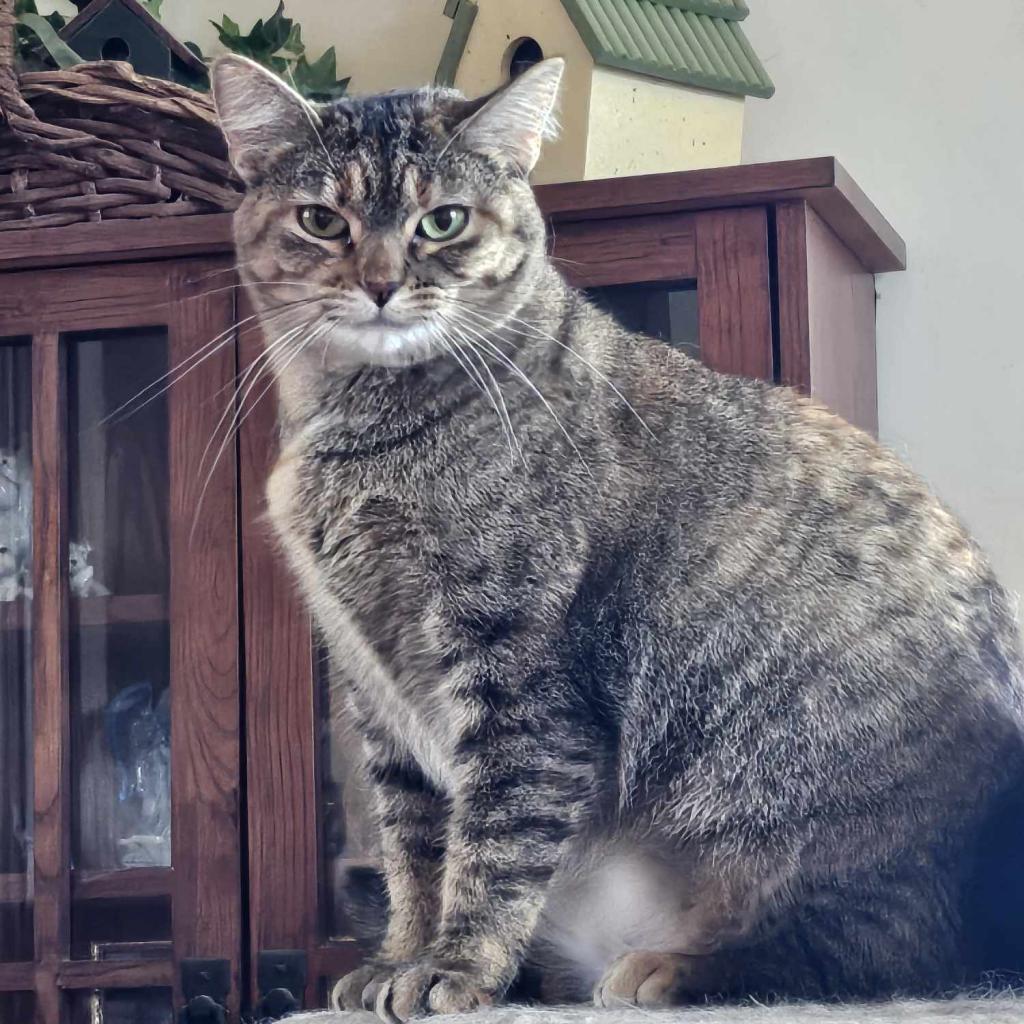 Ophelia, an adoptable Domestic Short Hair in Newton, IA, 50208 | Photo Image 1