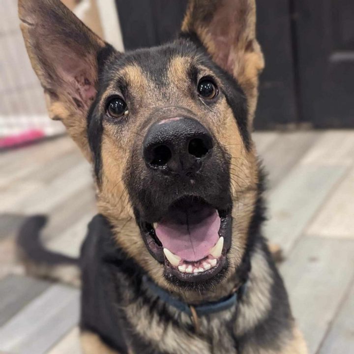 Buddy 1