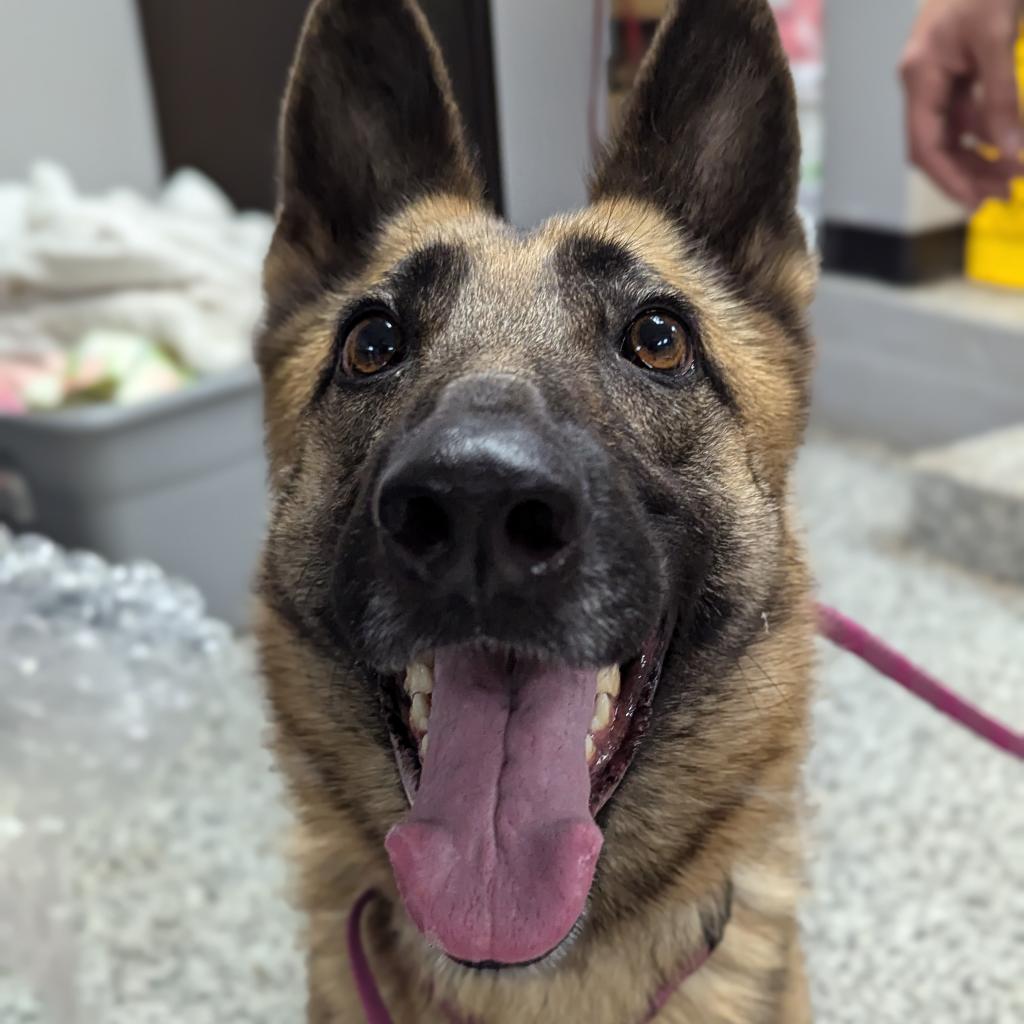 Gretchen, an adoptable German Shepherd Dog in Newton, IA, 50208 | Photo Image 1